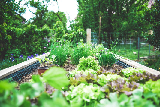 Comment planter un potager en carré ?