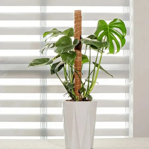 Tuteur pour Plante Grimpante Robuste ( + 50m de Ficelle Offert)