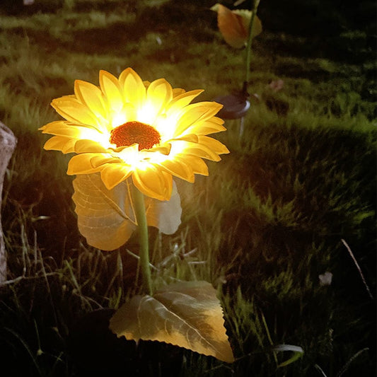 Jardioui 1 Tournesol Lumière Solaire Enchanteresse Tournesol